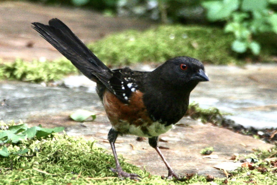 Spotted Towhee - ML618354292