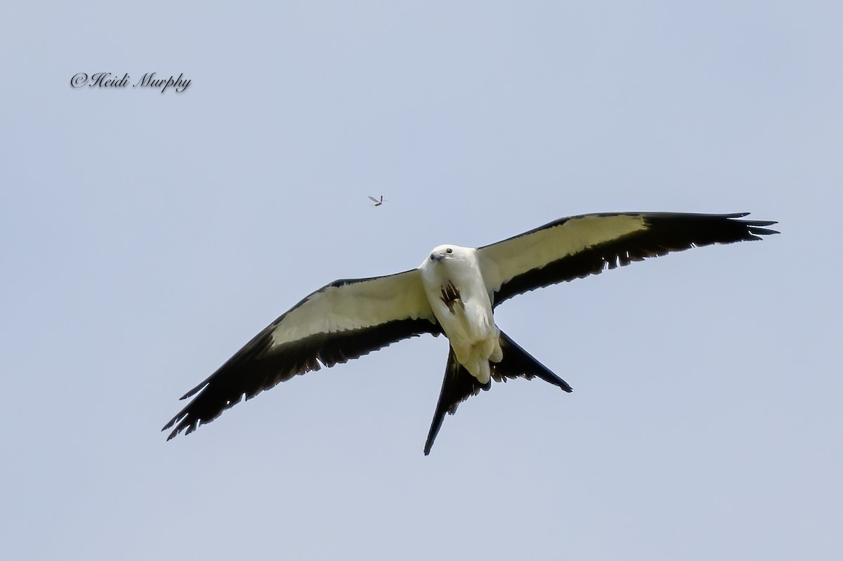 Swallow-tailed Kite - ML618354318