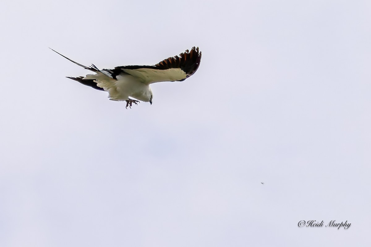 Swallow-tailed Kite - ML618354319