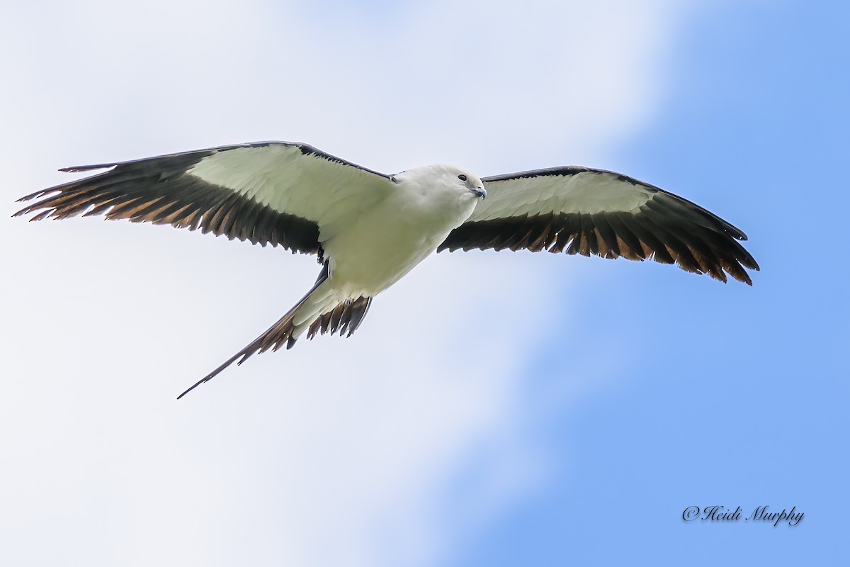 Swallow-tailed Kite - ML618354320