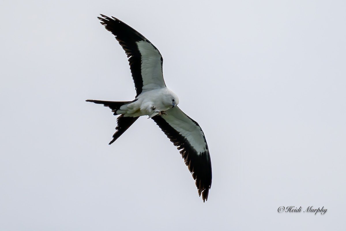 Swallow-tailed Kite - ML618354322