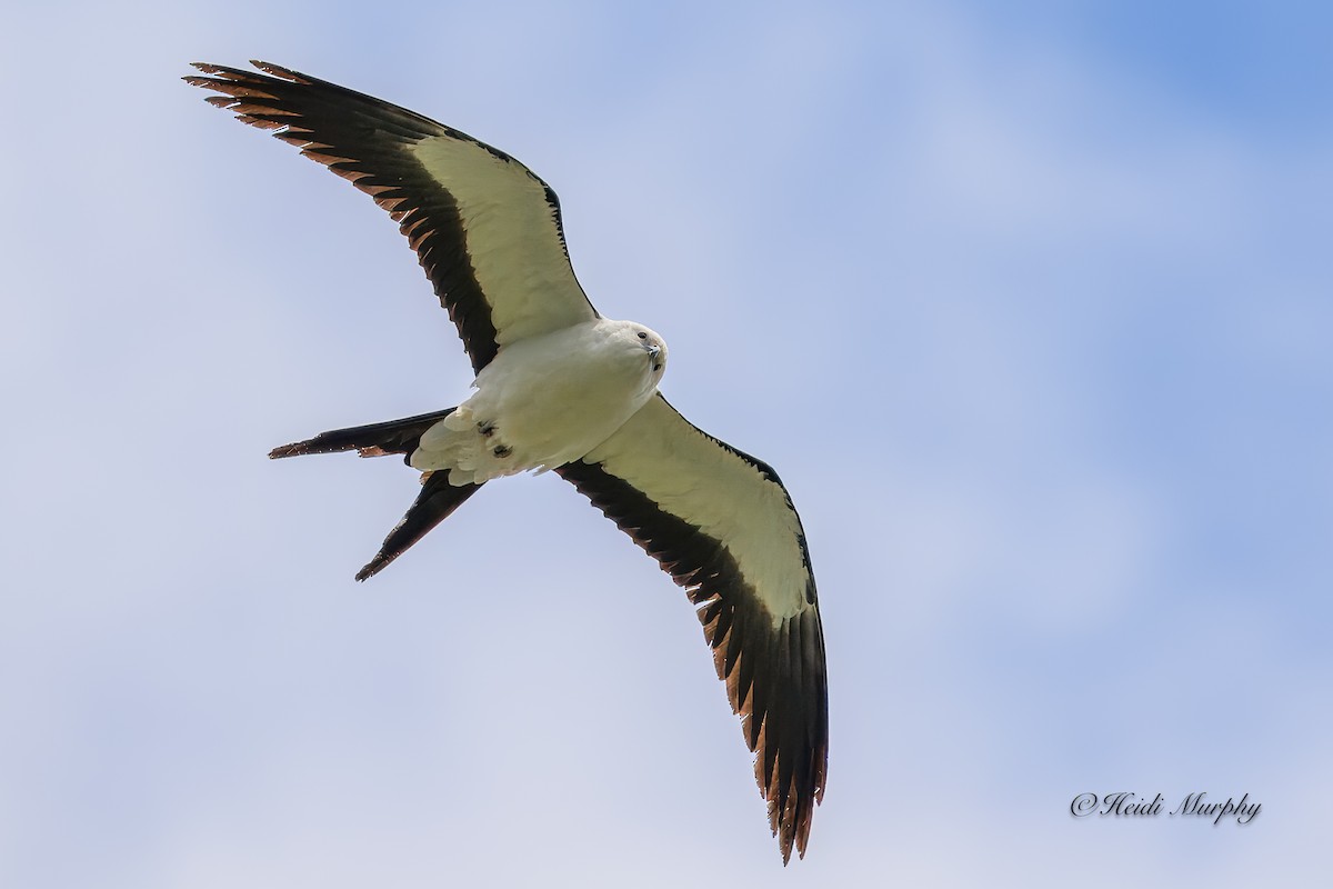 Swallow-tailed Kite - ML618354324