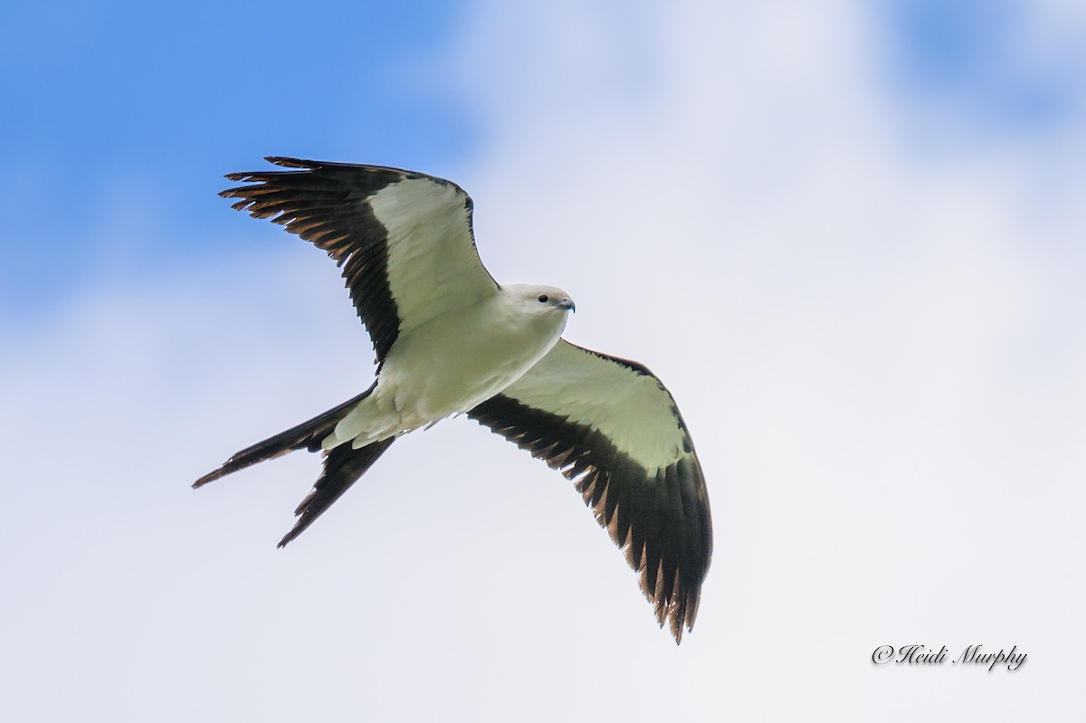 Swallow-tailed Kite - ML618354326