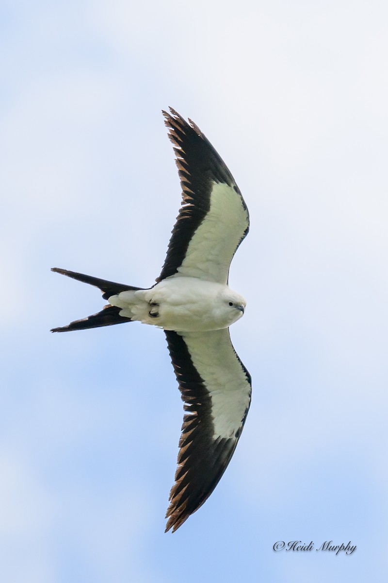 Swallow-tailed Kite - ML618354327