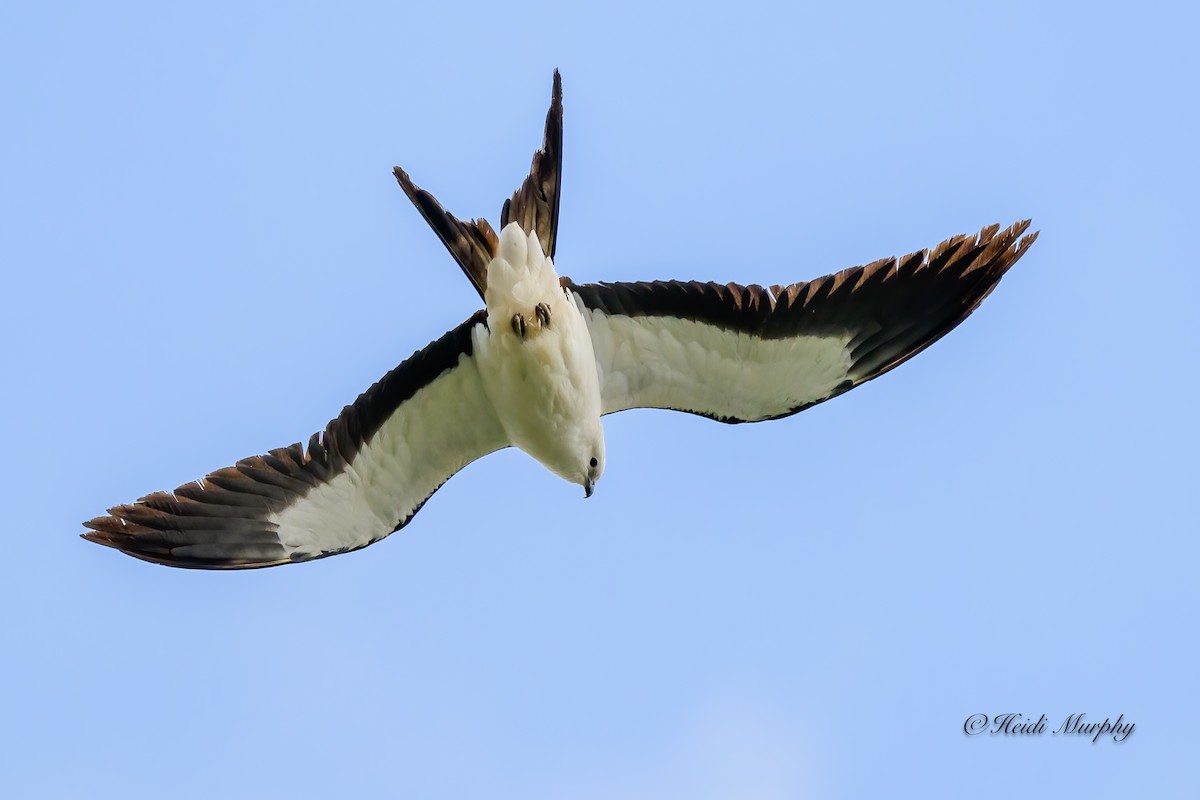 Swallow-tailed Kite - ML618354328
