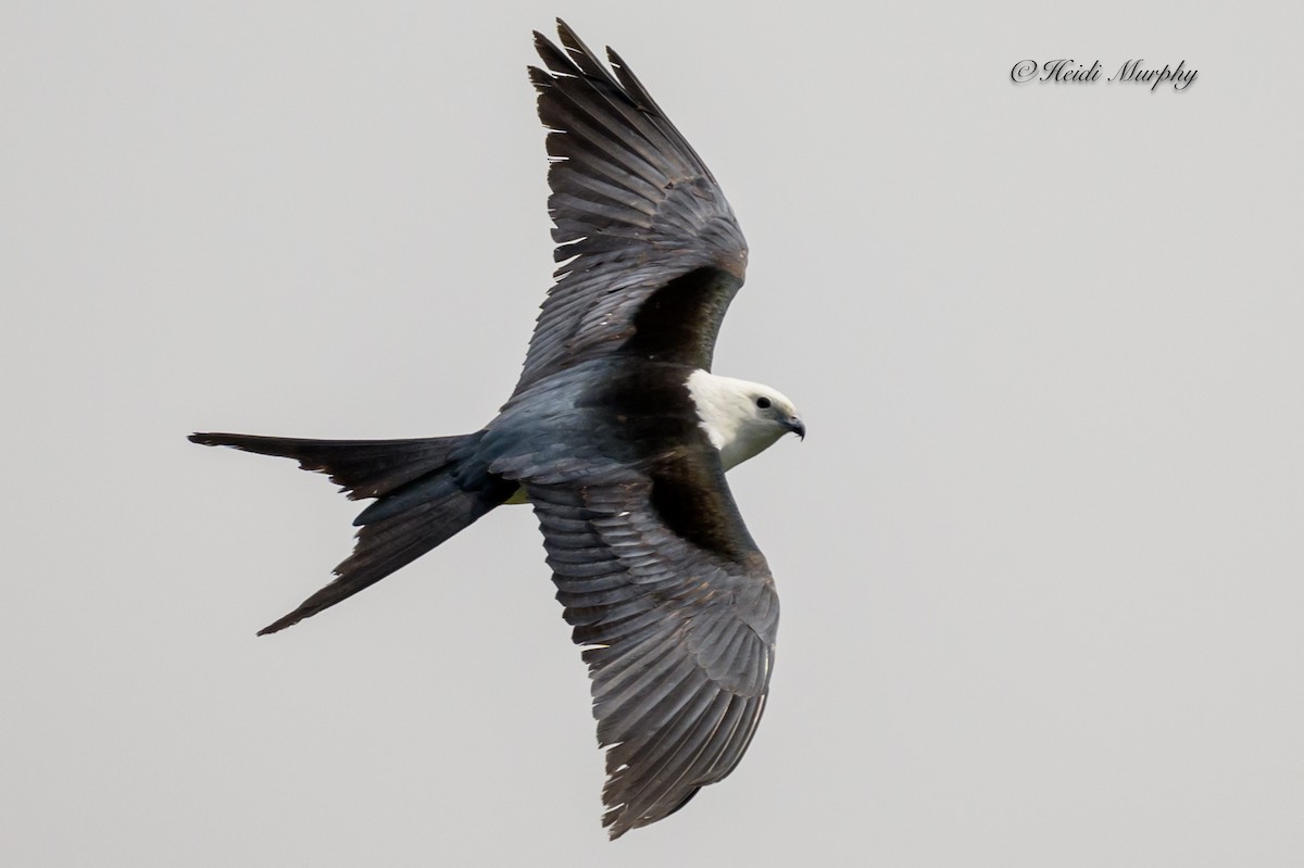 Swallow-tailed Kite - ML618354330