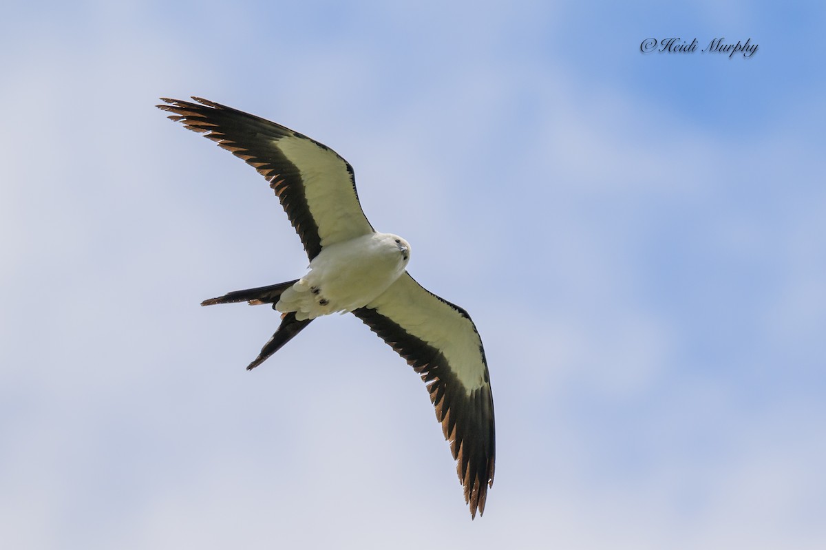 Swallow-tailed Kite - ML618354331