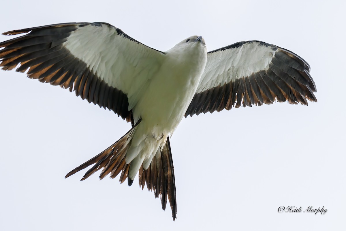 Swallow-tailed Kite - ML618354335