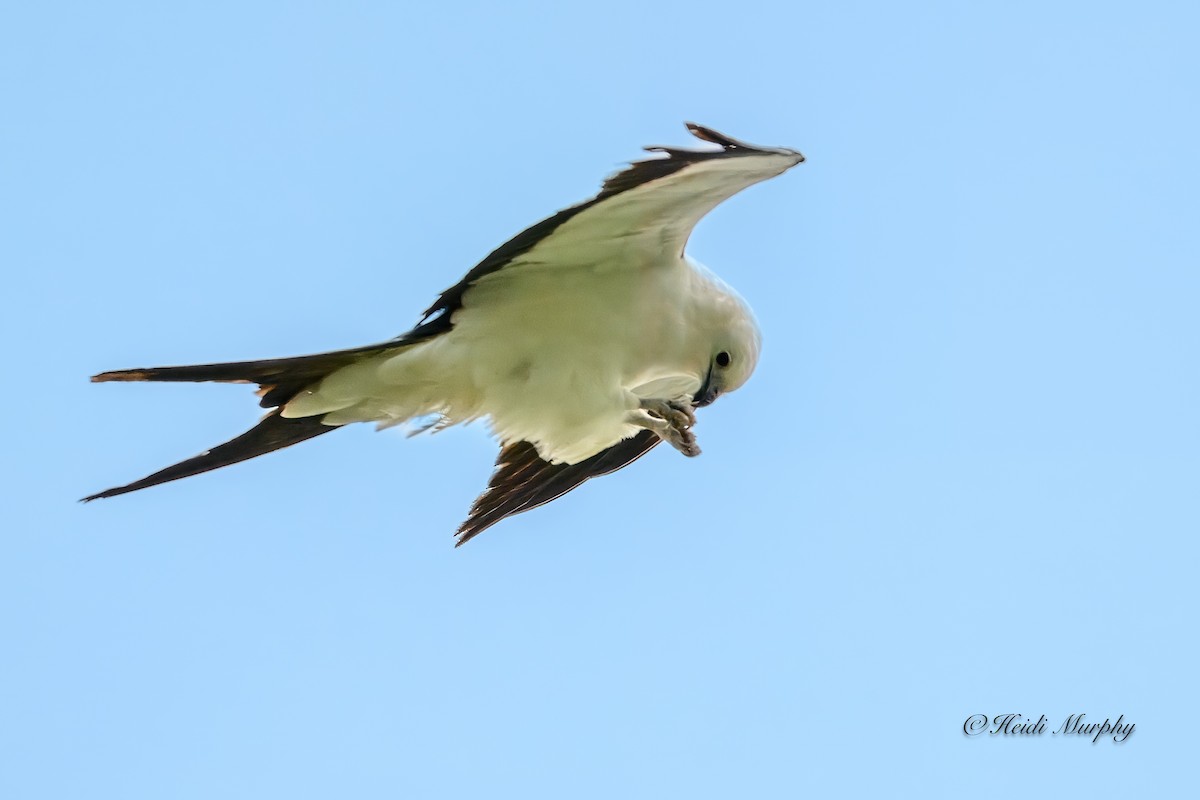 Swallow-tailed Kite - Heidi Murphy