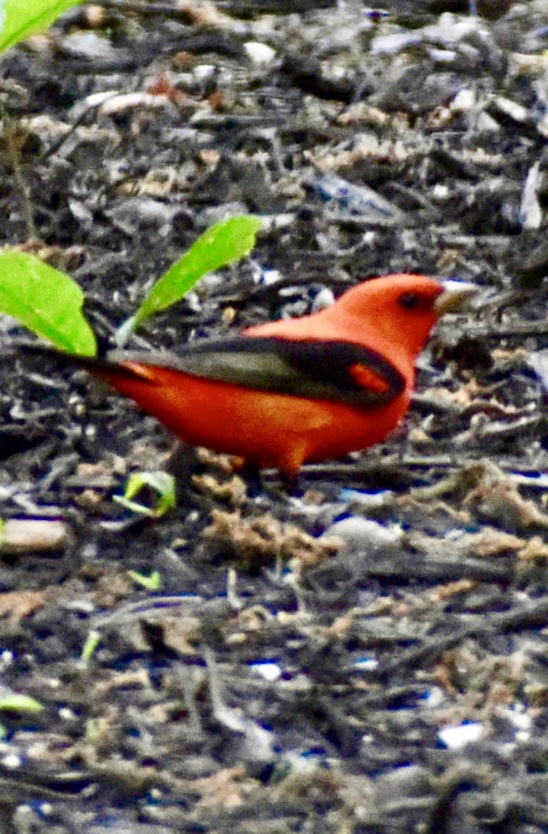 Scarlet Tanager - ML618354354