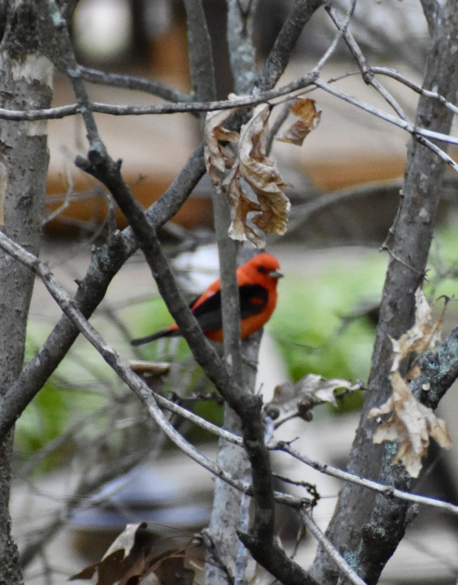 Scarlet Tanager - ML618354356
