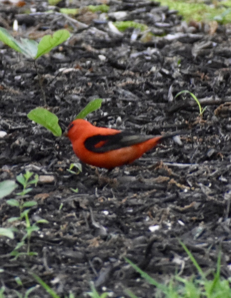 Scarlet Tanager - ML618354357