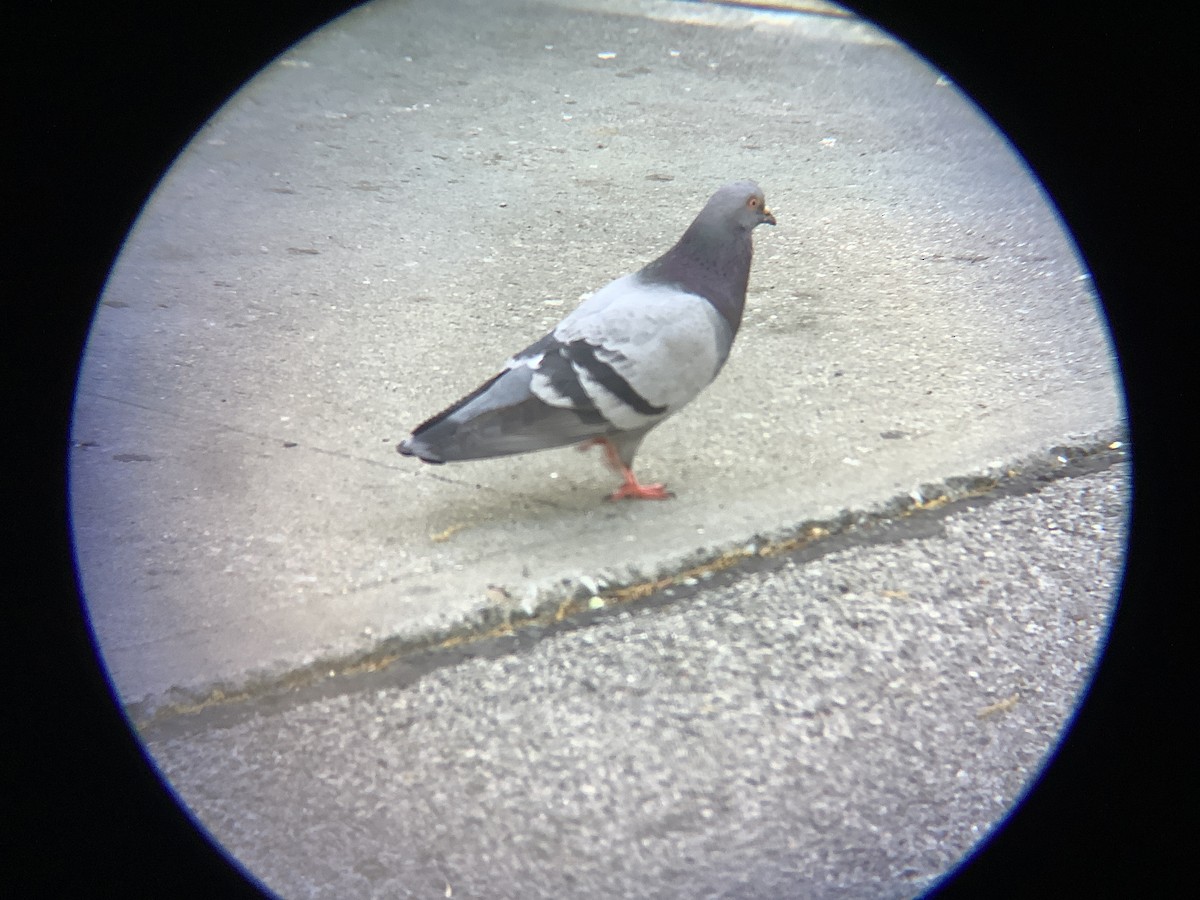 Rock Pigeon (Feral Pigeon) - ML618354431