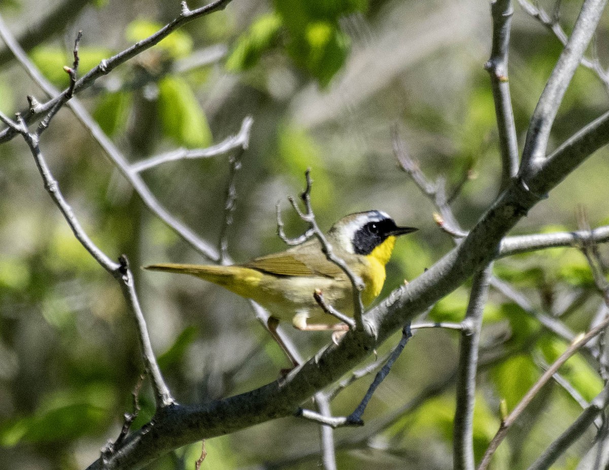 Common Yellowthroat - Estela Quintero-Weldon