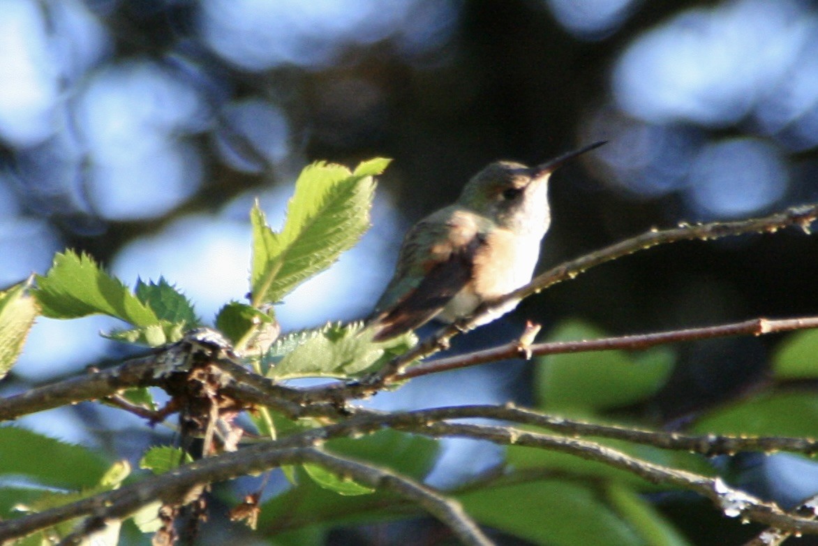 Rufous Hummingbird - ML618354455