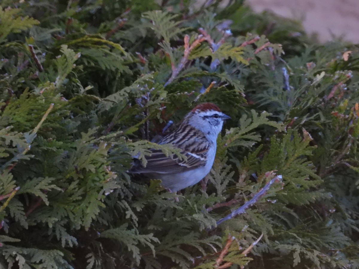 Chipping Sparrow - ML618354469