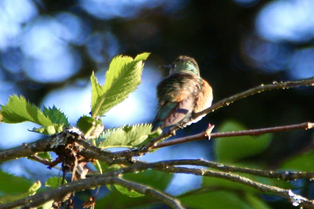 Rufous Hummingbird - ML618354473