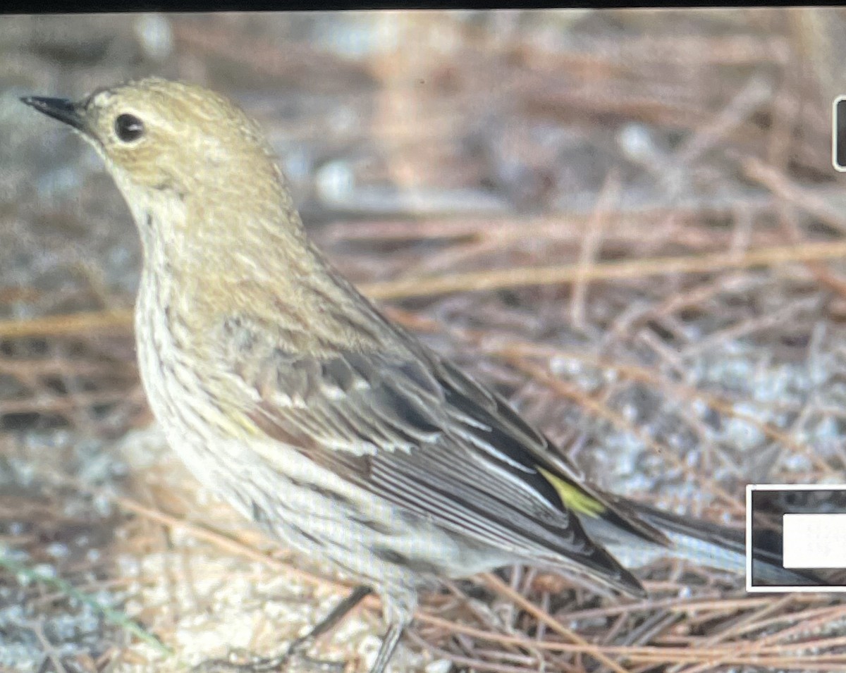 Yellow-rumped Warbler (Myrtle) - ML618354474