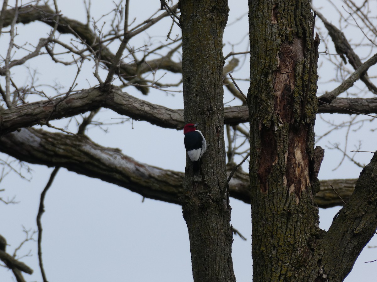 Red-headed Woodpecker - ML618354481