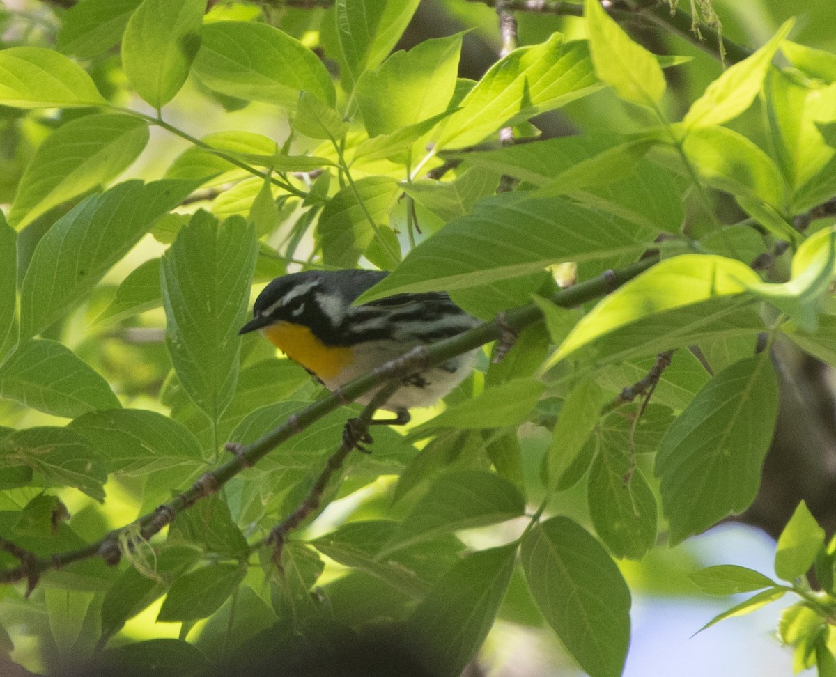 Yellow-throated Warbler - ML618354487