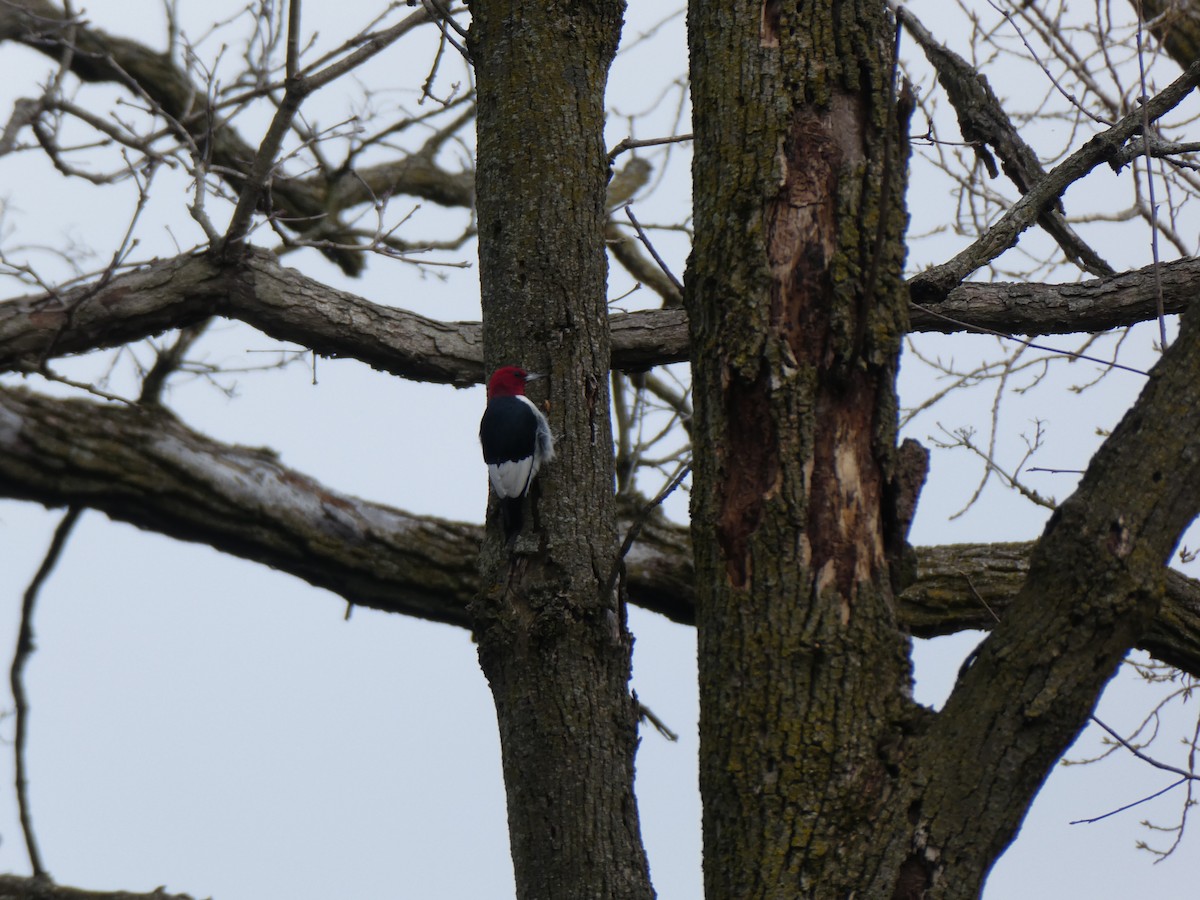 Red-headed Woodpecker - ML618354491