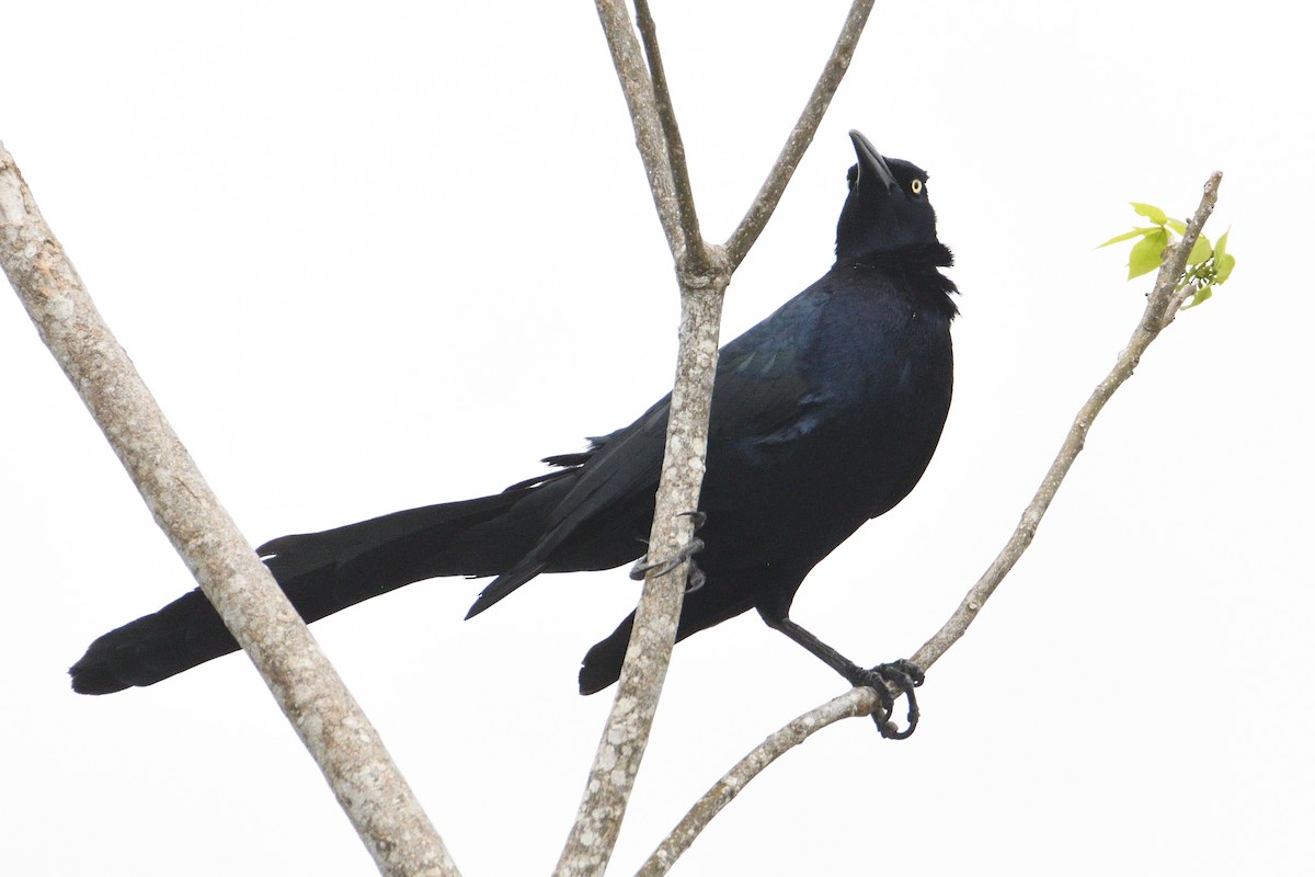 Great-tailed Grackle - ML618354503