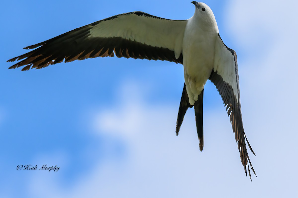 Swallow-tailed Kite - ML618354506