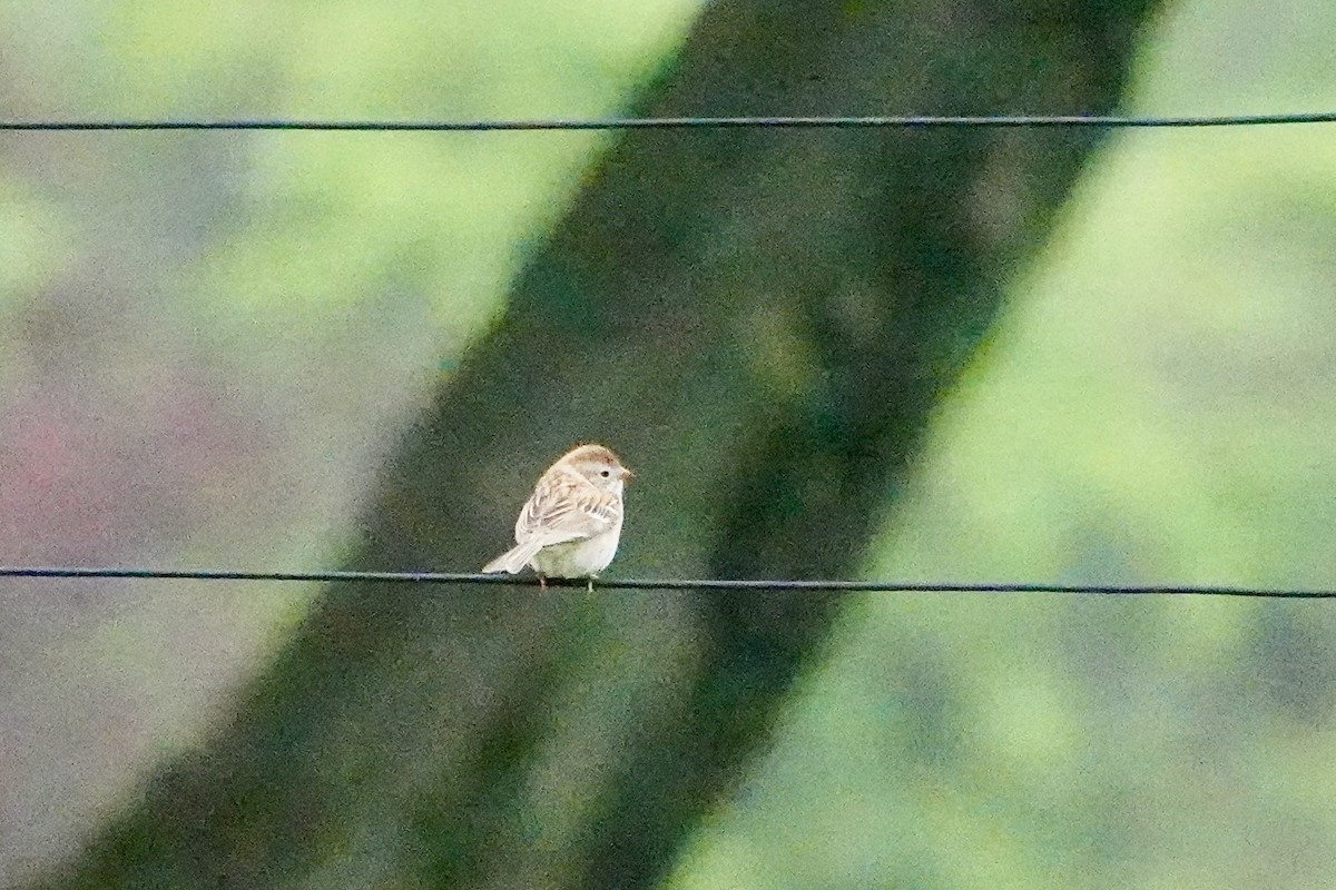 Field Sparrow - Charlie Roberto