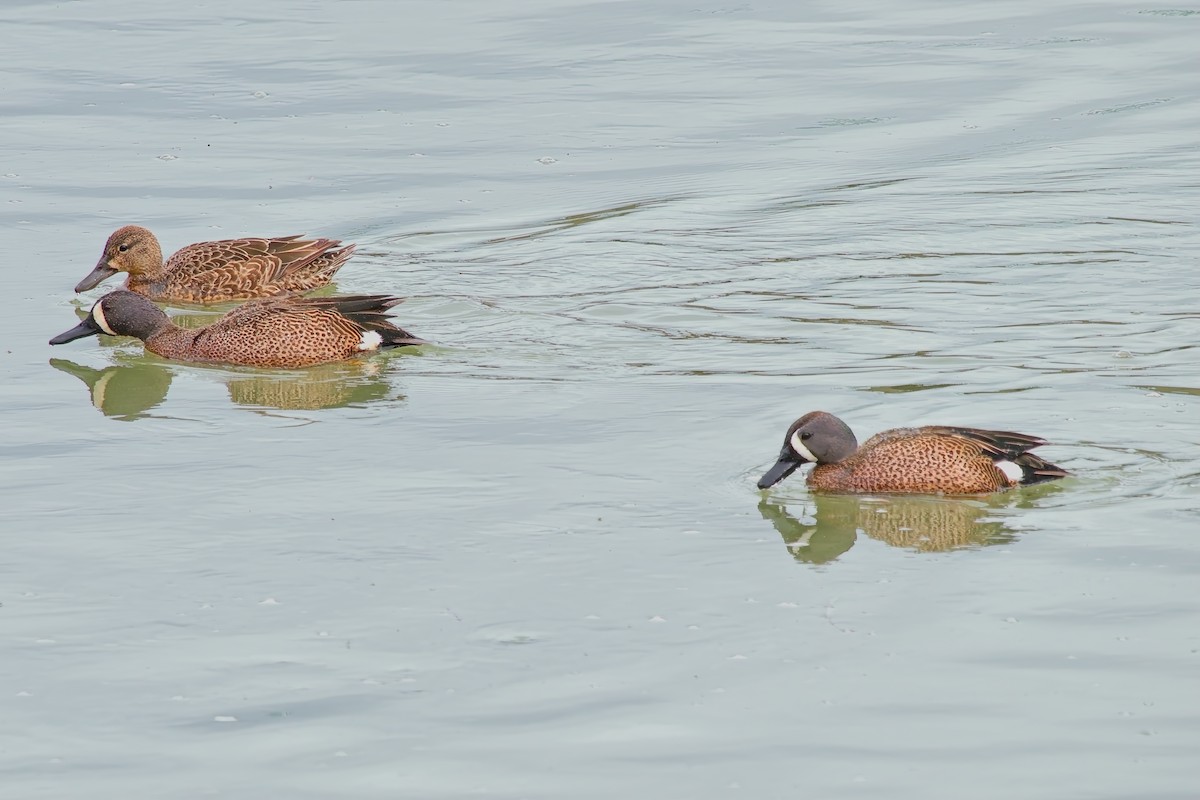Blue-winged Teal - ML618354530