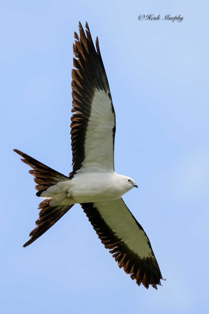 Swallow-tailed Kite - Heidi Murphy