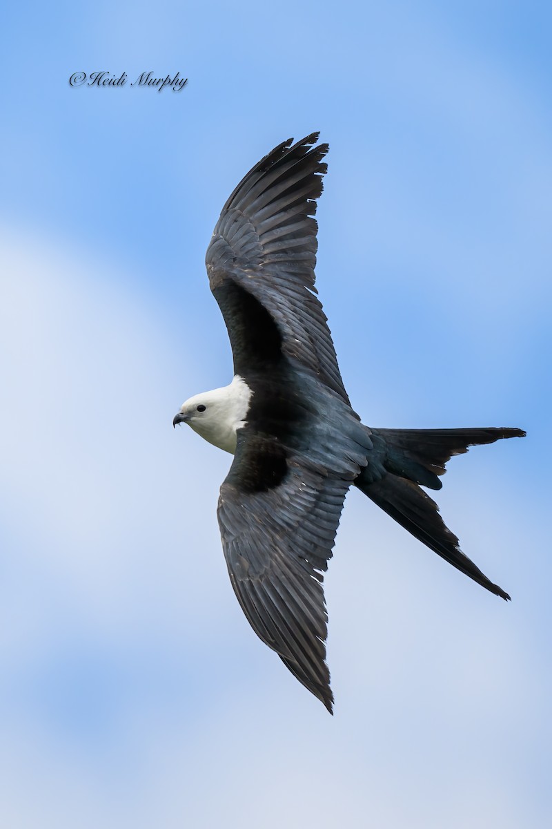 Swallow-tailed Kite - ML618354549