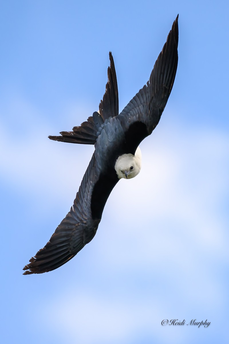 Swallow-tailed Kite - ML618354608