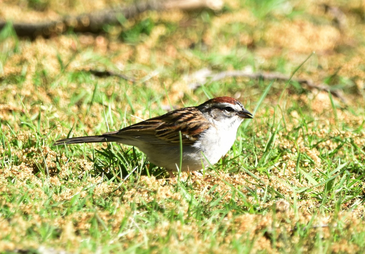 Chipping Sparrow - ML618354625