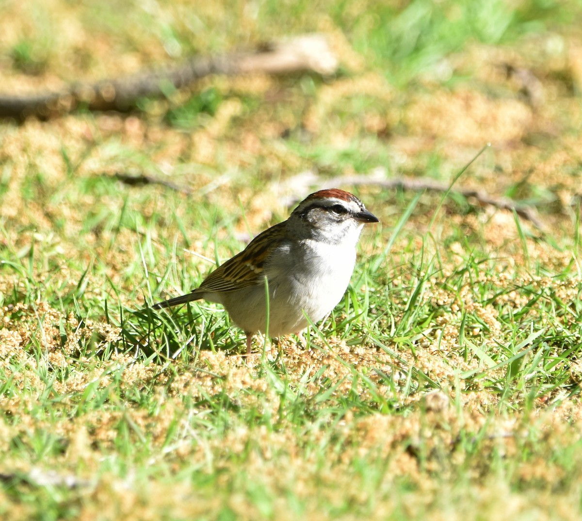 Chipping Sparrow - ML618354626