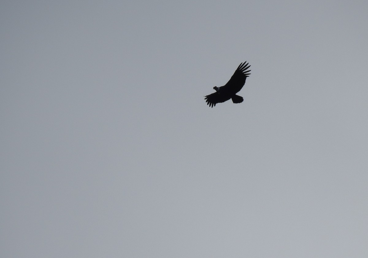 Condor des Andes - ML618354636