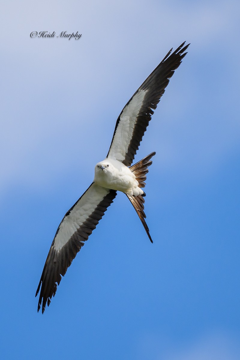 Swallow-tailed Kite - ML618354638