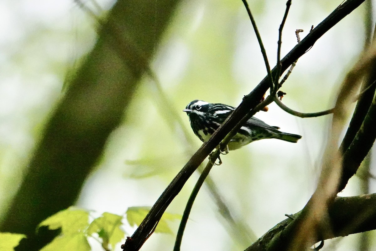 Black-and-white Warbler - ML618354643