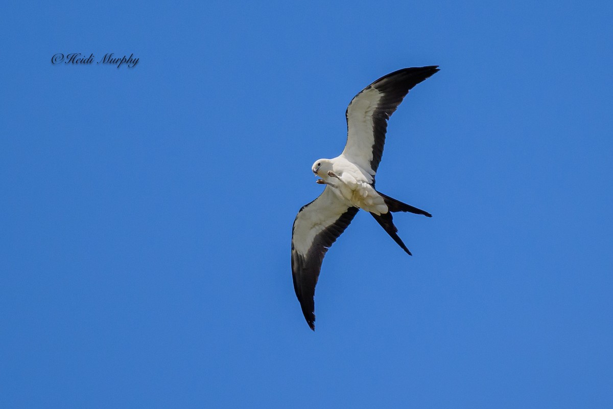 Swallow-tailed Kite - ML618354691