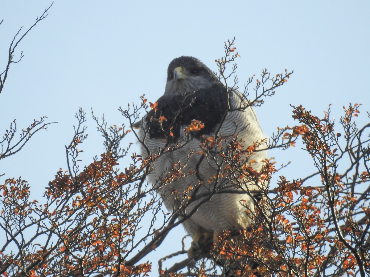Black-chested Buzzard-Eagle - ML618354701
