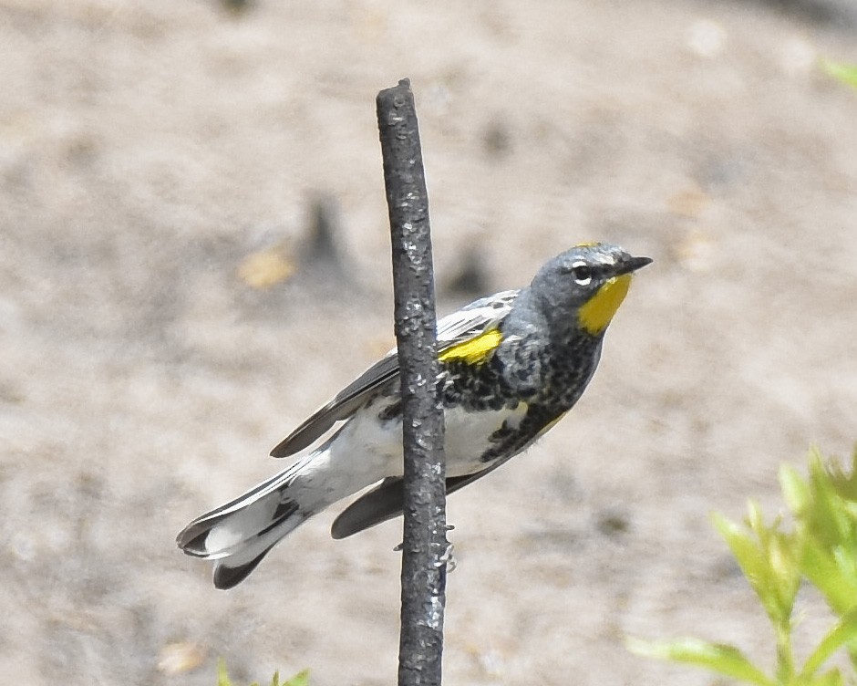 Yellow-rumped Warbler (Audubon's) - ML618354704