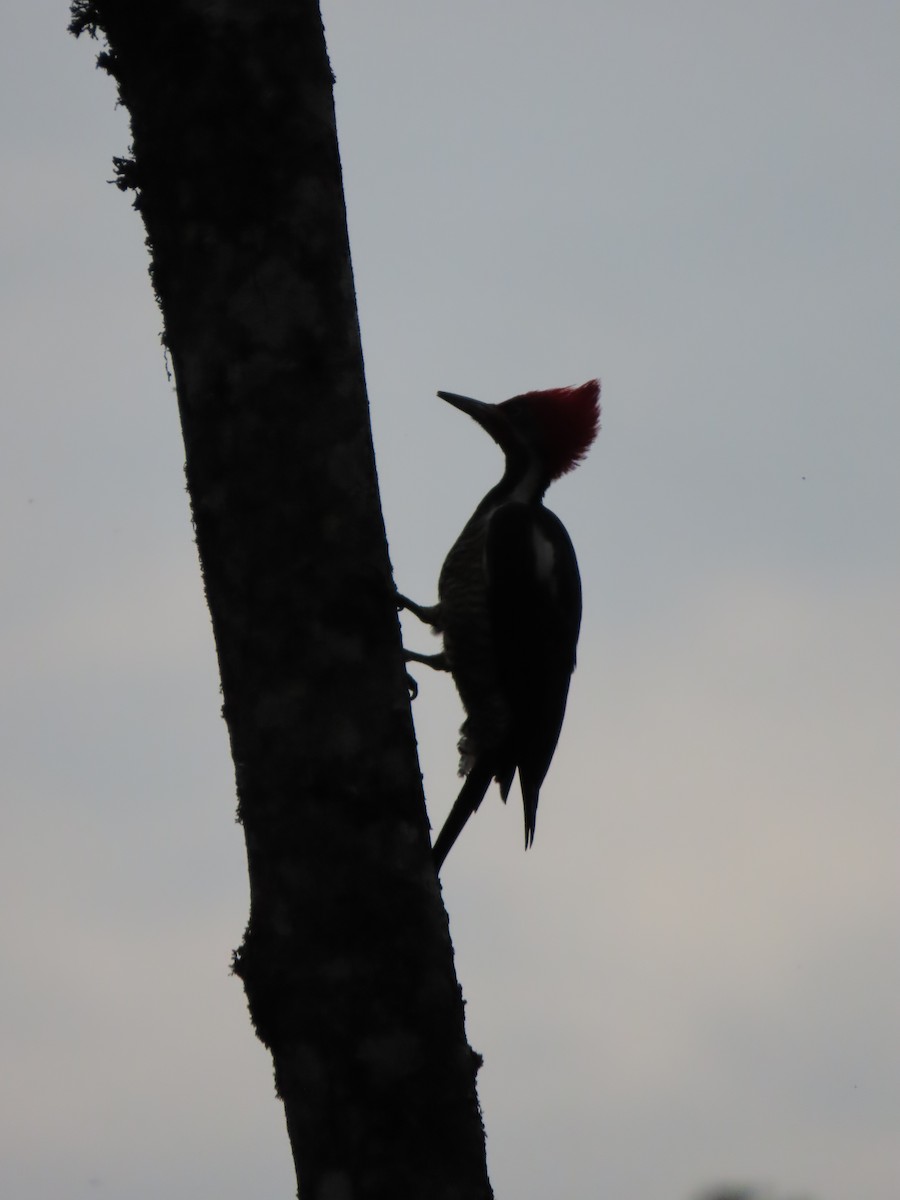 Lineated Woodpecker - ML618354713