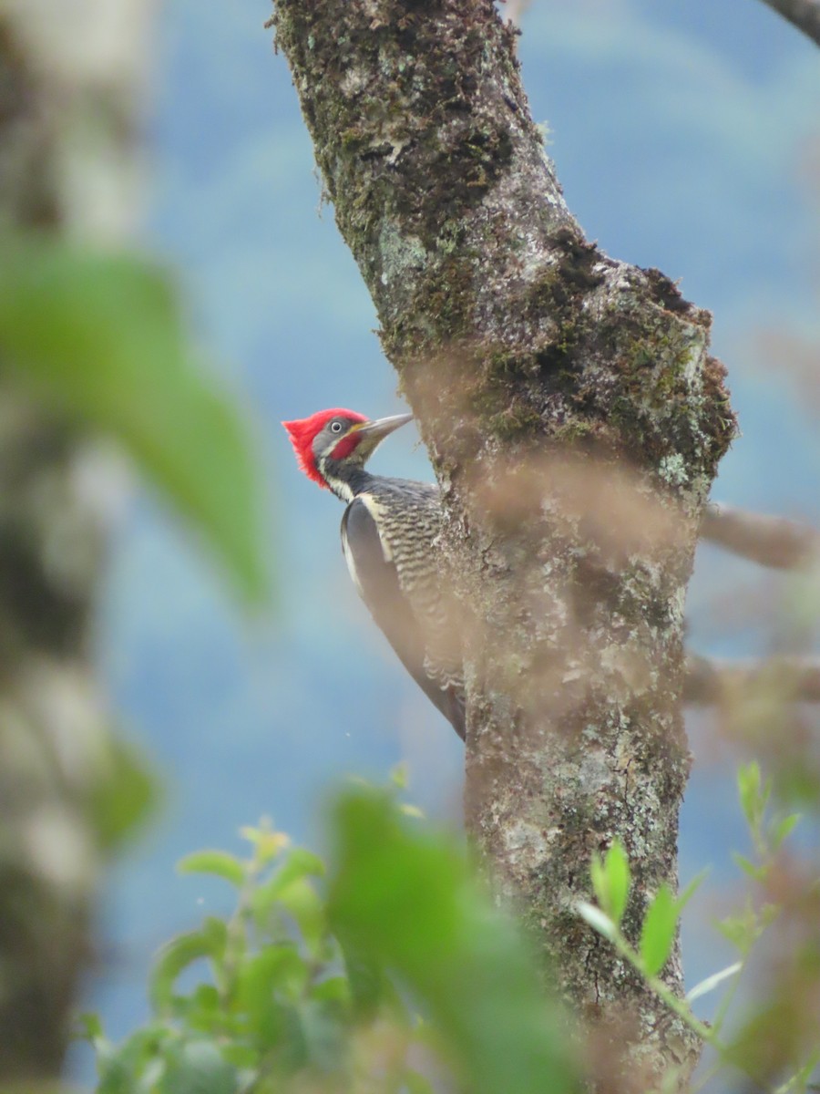 Lineated Woodpecker - ML618354714