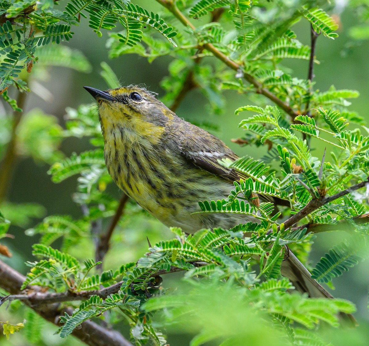 Cape May Warbler - ML618354728