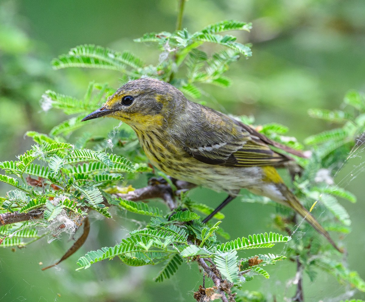 Cape May Warbler - ML618354729