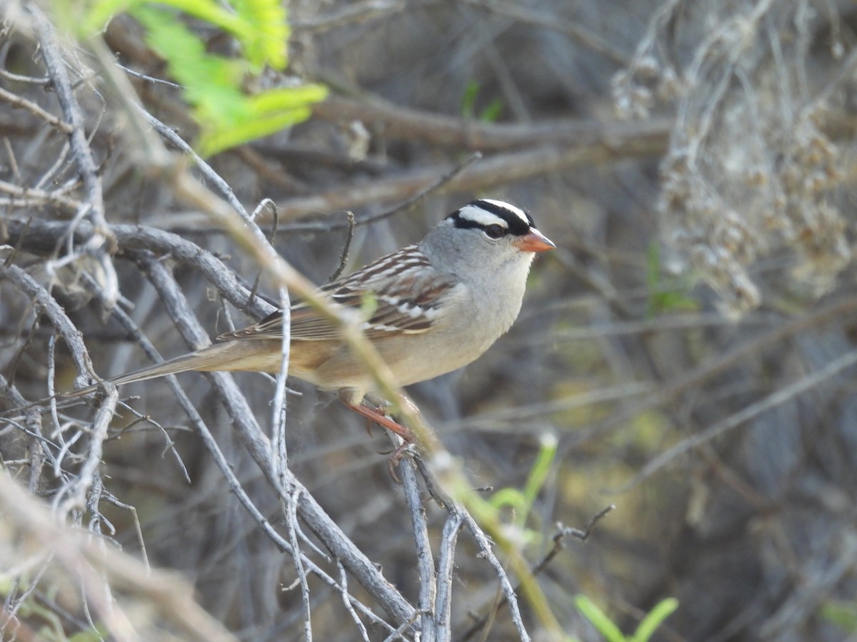 White-crowned Sparrow (Dark-lored) - ML618354752