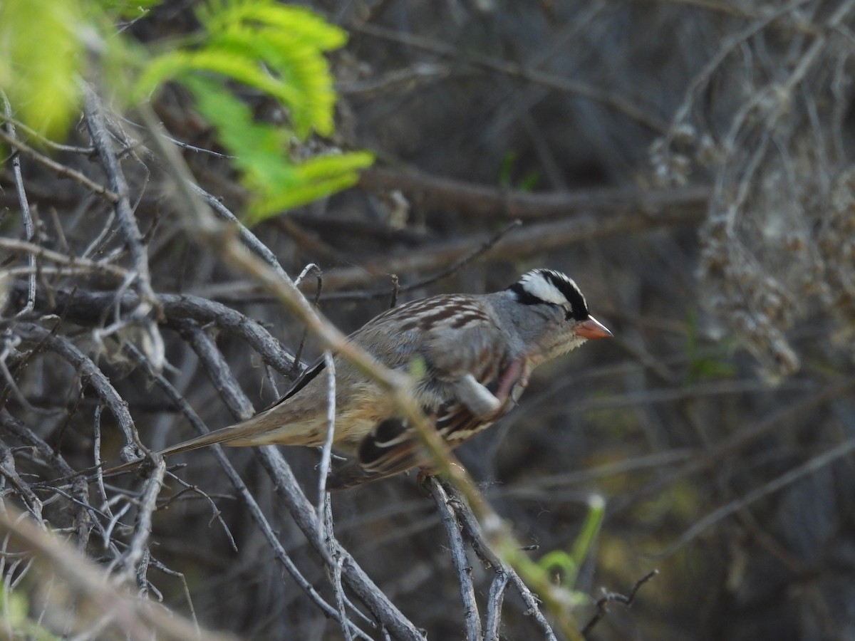 White-crowned Sparrow (Dark-lored) - ML618354754