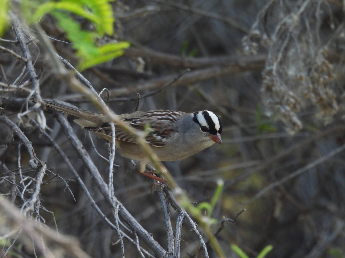 White-crowned Sparrow (Dark-lored) - Tonie Hansen