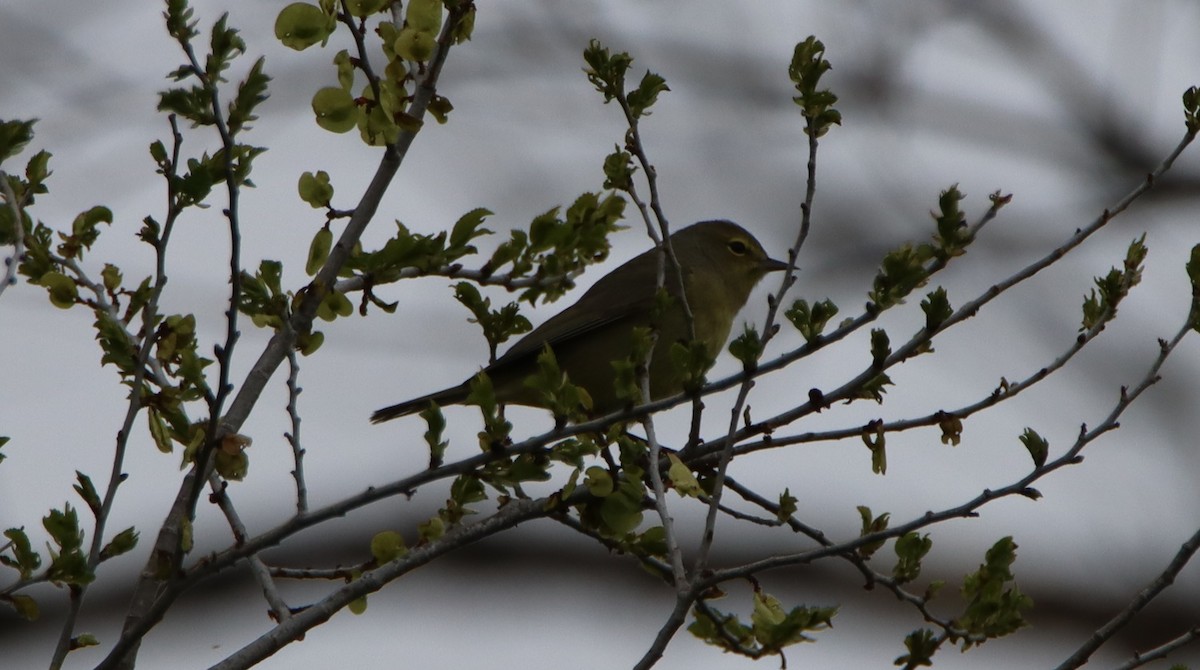 eBird Checklist - 1 May 2024 - Near Cook Imp - 1 species