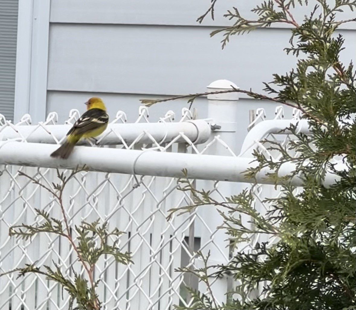 Western Tanager - ML618354773