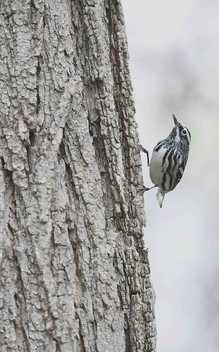 Black-and-white Warbler - ML618354779